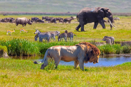 photographie animaux sauvages